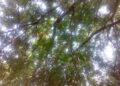 World International Day of Forests Marked with a call to protect and plant more trees.