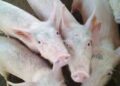 Parents Have Much Value For Their Pigs Than Children – Ganiu Kantamah.