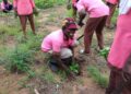 A Rocha Ghana plants 5,970 Trees At Bonyanto and Laribanga In The West Gonja Municipality