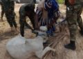 Mankpanwura Achor-Ade donates four Bulls to Security Services institutions in the Savannah Region.