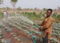 Irrigation farmer at Sor No. 1 appeals for Support to increase production.