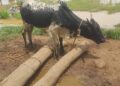 DABOYA TOWNSHIP AND ISSUES AROUND IT. FIX THE ROADS FOR DABOYA PEOPLE