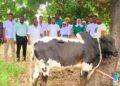 BOLEWURA HONOURS BOLE MUNICIPAL HOSPITAL WITH GENEROUS BULL DONATION.