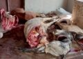 Cattle Poisoning – Disah Outbreak: A National Wake-Up Call on Animal Health and Food Security