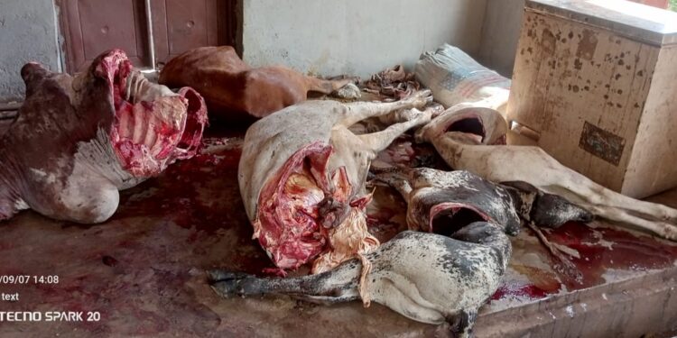 Cattle Poisoning – Disah Outbreak: A National Wake-Up Call on Animal Health and Food Security