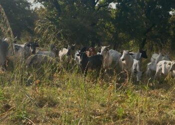 Herdsmen Invasion on Farms: A Growing Threat to Peace and Food Security in the Savannah Region