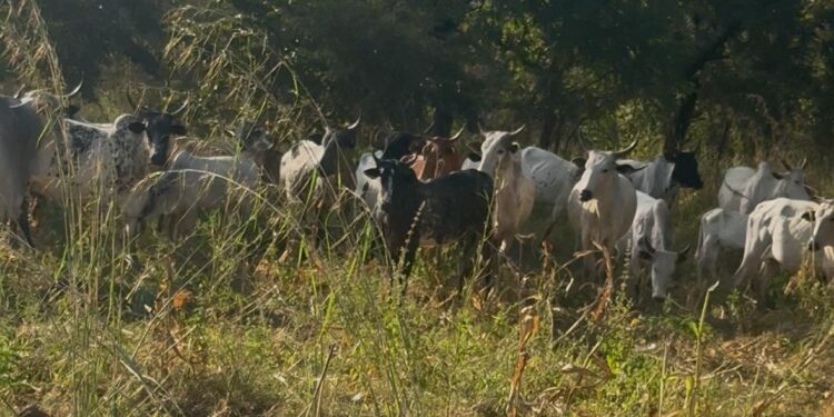 Herdsmen Invasion on Farms: A Growing Threat to Peace and Food Security in the Savannah Region