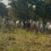 Herdsmen Invasion on Farms: A Growing Threat to Peace and Food Security in the Savannah Region
