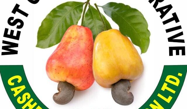 Cashew Farmers Cry Foul Over Price Exploitation in Damongo.