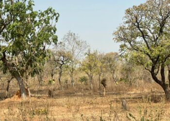 Poverty Alleviation: Upper West Champions Shea Development With New “Sheapark Resource Hub” Initiative