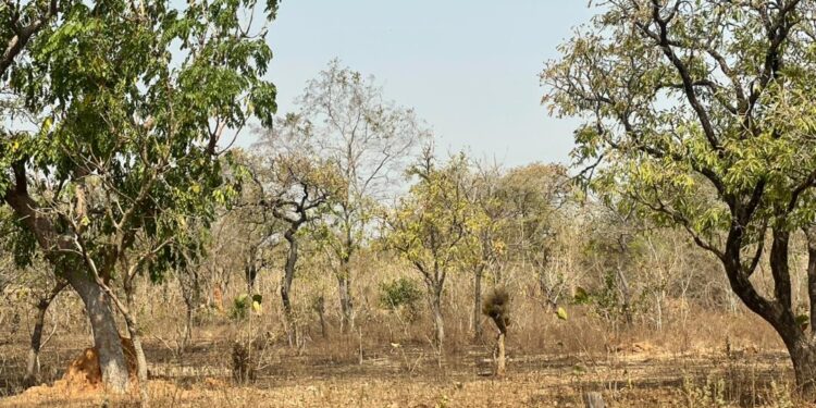 Poverty Alleviation: Upper West Champions Shea Development With New “Sheapark Resource Hub” Initiative